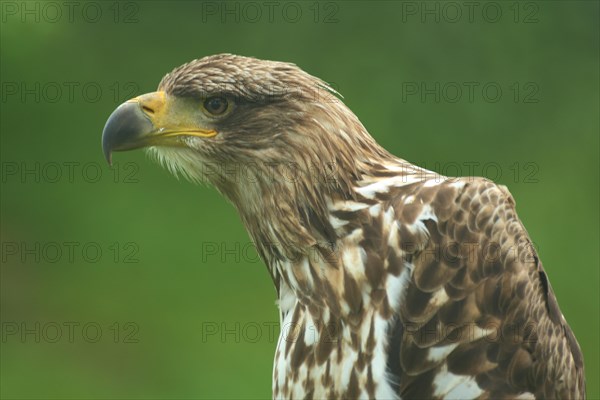 Gyrfalcon