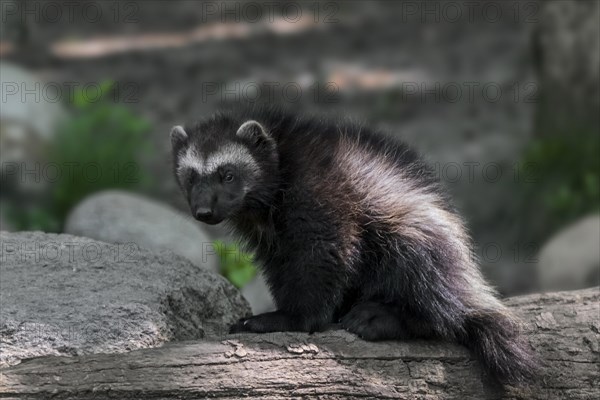 Young wolverine