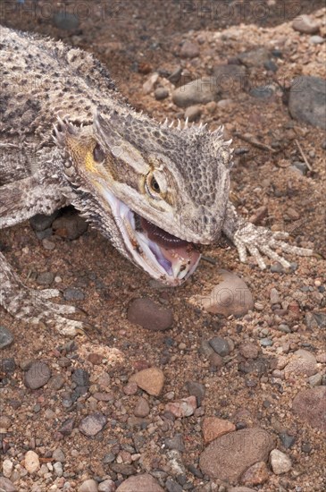 Inland or central bearded dragon