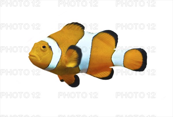 Orange clownfish