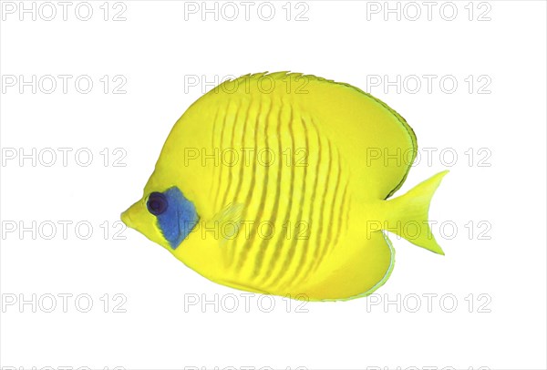 Bluecheek butterflyfish