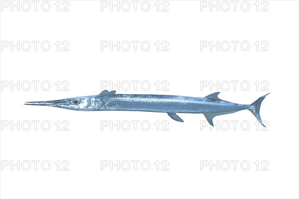 Red Sea red sea houndfish