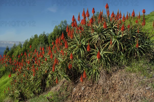 Red aloe vera