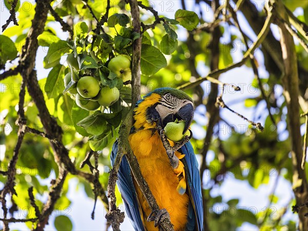 Blue and yellow macaw