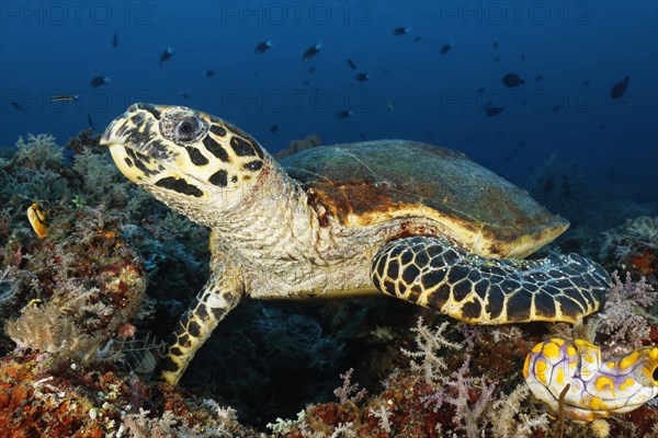 Loggerhead sea turtle