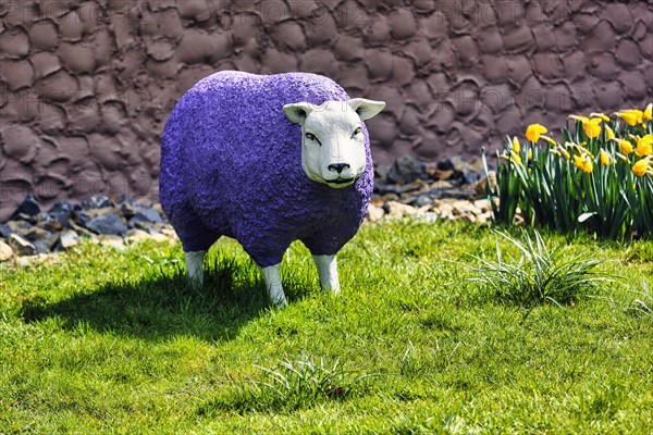 Purple sheep in a meadow