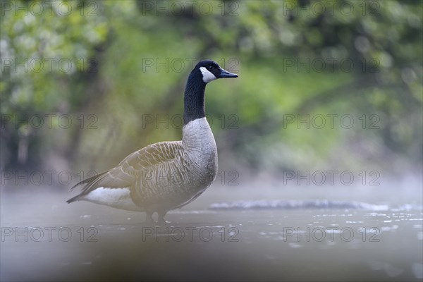 Canada Goose