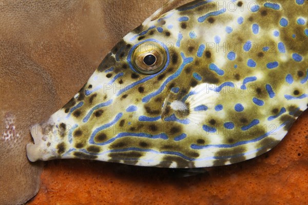 Portrait scrawled filefish