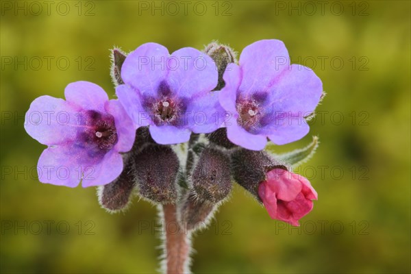 True common lungwort