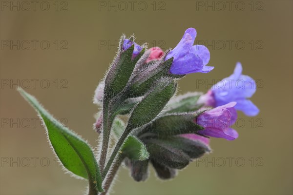 True common lungwort