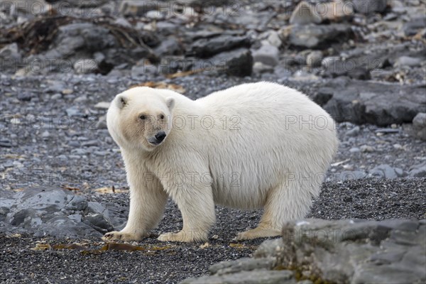 Lone Polar bear