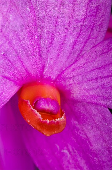 Dendrobium sulawesiense