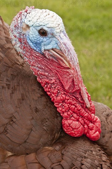 Wild Turkey