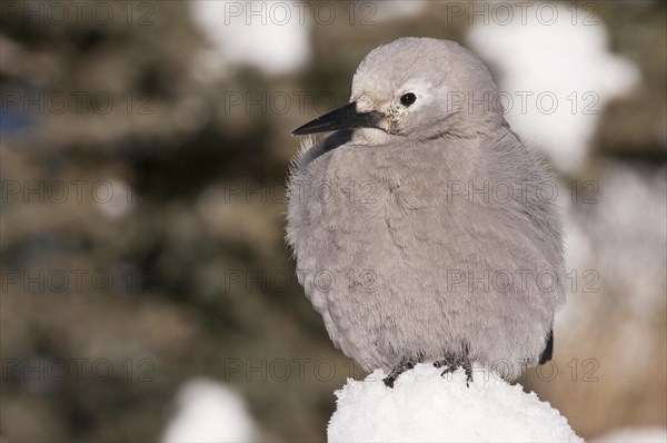 Clark's Nutcracker