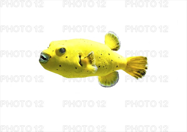 Blackspotted puffer