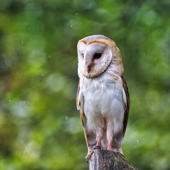 Common barn owl