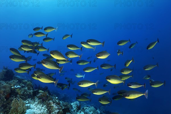 Shoal of smooth bluetail unicornfish