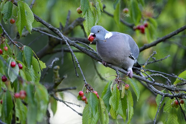 Common wood pigeon