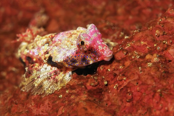 Bartels dragonet