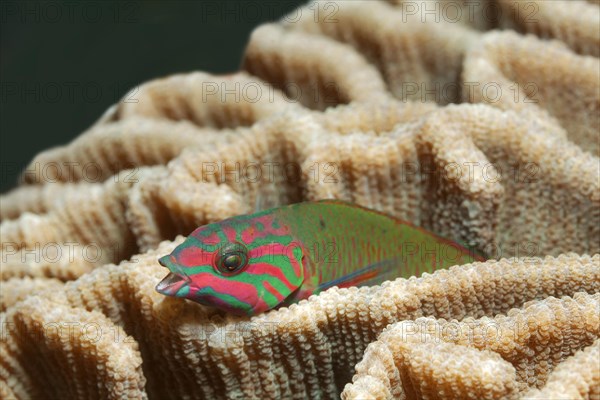 Moon wrasse