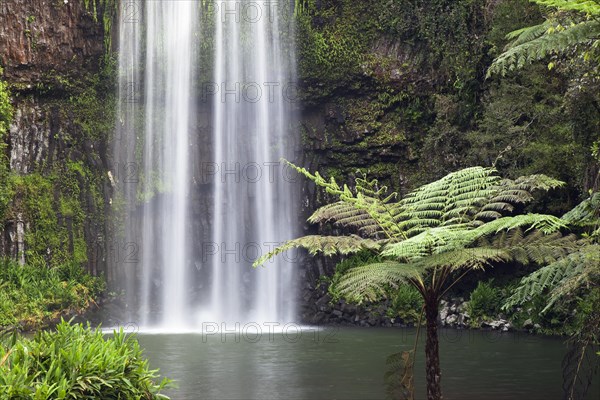 Millaa Millaa Waterfall