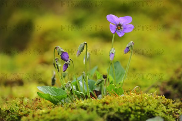 Perennial early-dog violet