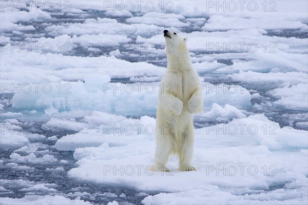 Polar bear