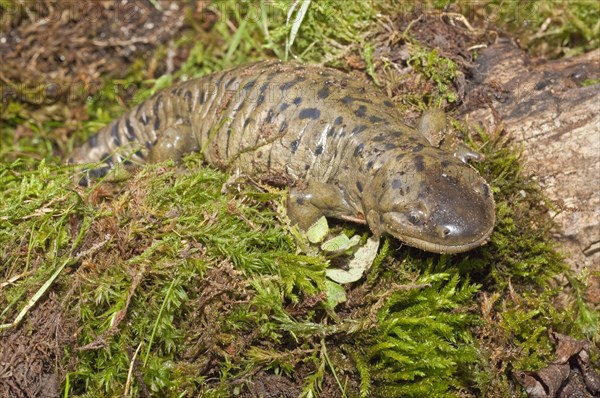 Tiger salamander