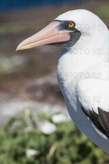 Nazca Booby