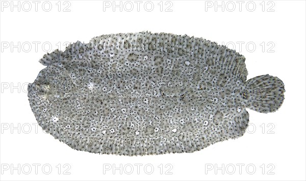 Finless sole