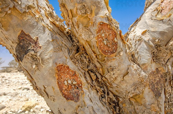 Resin from frankincense