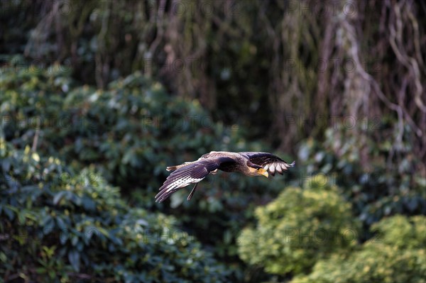 Southern crested caracara