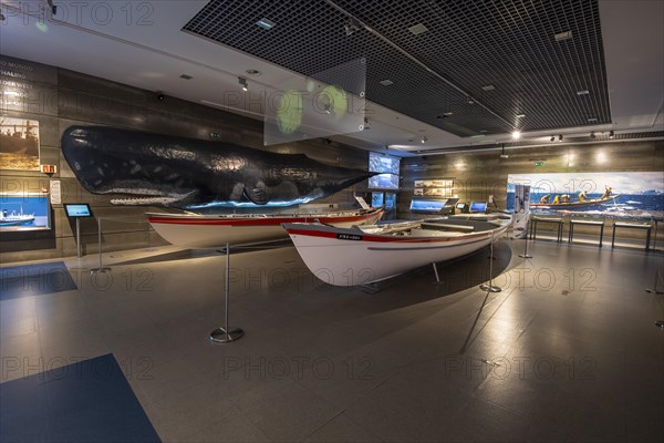 Historical fishing boats compared in size to a juvenile sperm whale