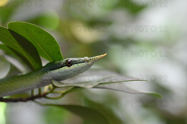 Rhinoceros ratsnake