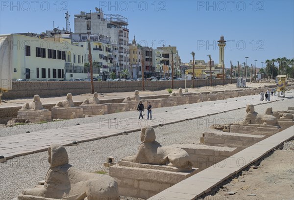 Sphinx Avenue between Karnak and Luxor Temple