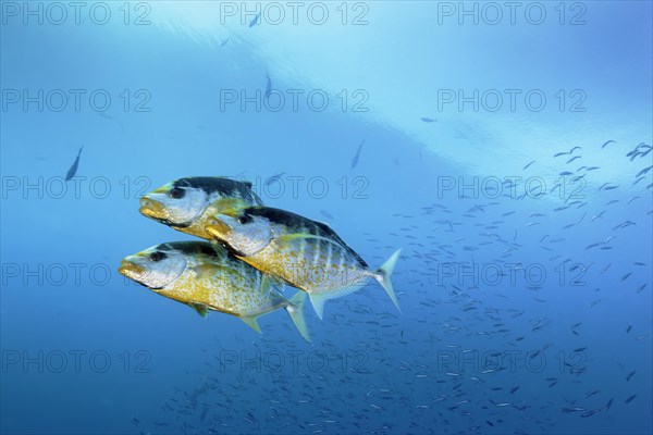 Three orange spotted orange-spotted trevally