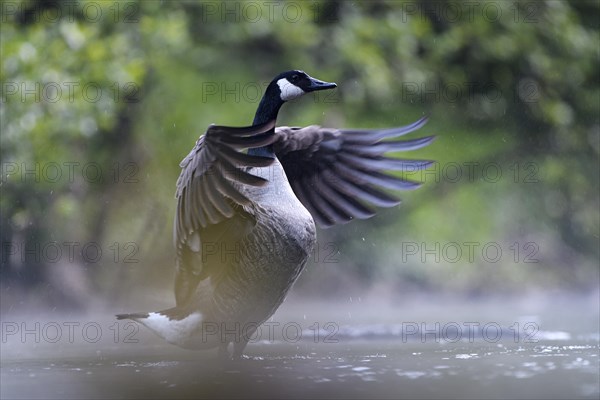 Canada goose