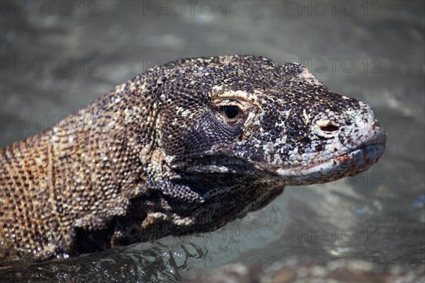 Komodo dragon