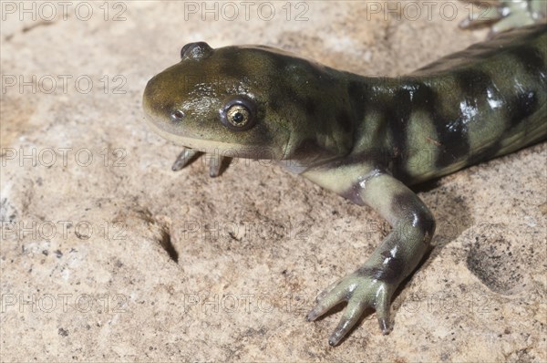 Eastern tiger salamander