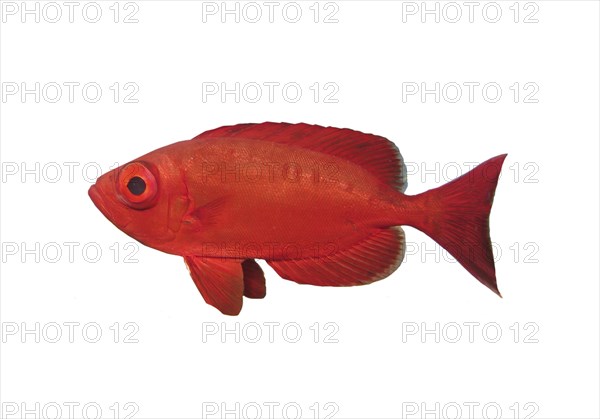 Common bigeye