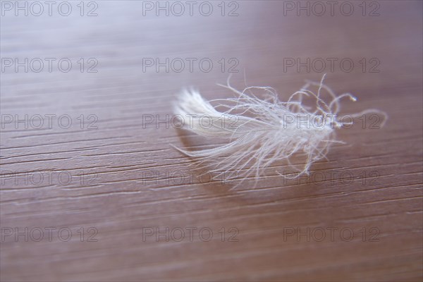 Delicate white feather