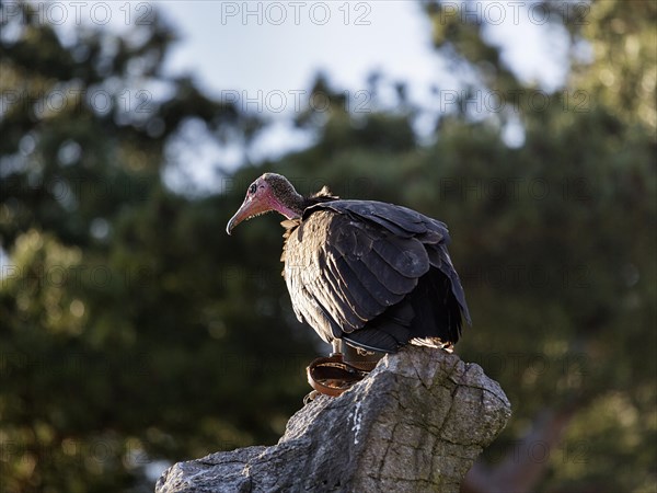 Hooded vulture