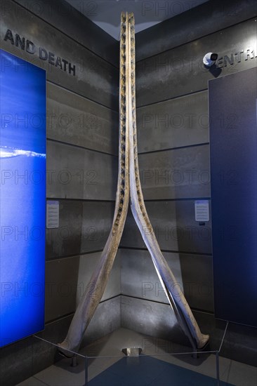 Lower jaw of a sperm whale