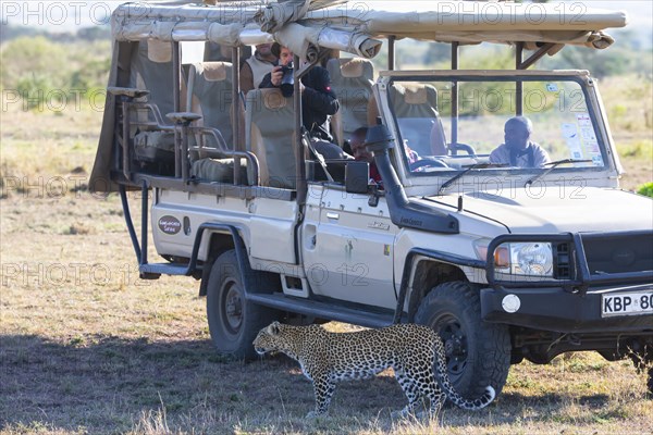 Leopard