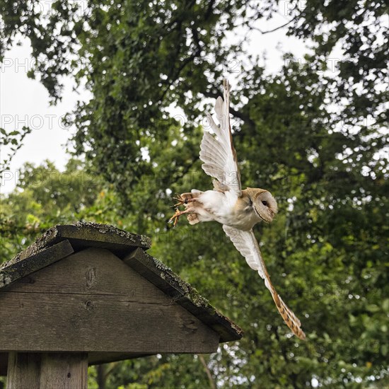 Common barn owl