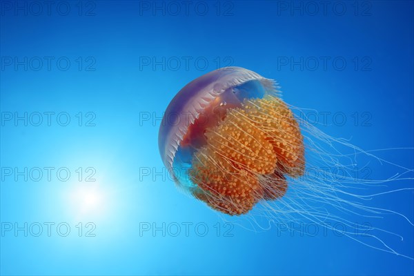 Umbrella jellyfish or scyphozoans