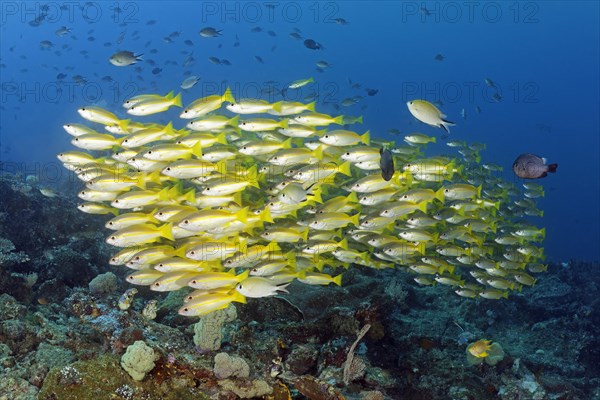 Shoal of bigeye snapper