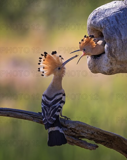 Hoopoe