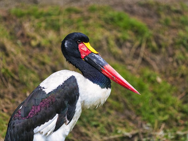 Saddle-billed stork