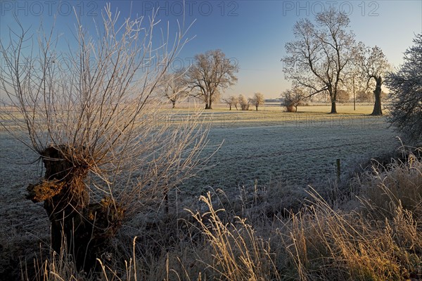 Dune landscape with hoarfrost near Mehr